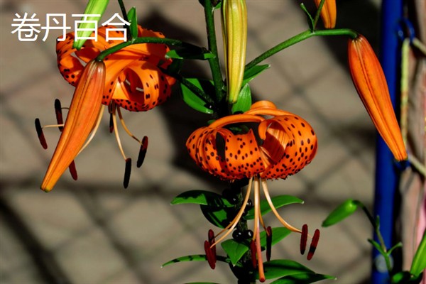 百合花不能放卧室的原因,其花香味浓郁会影响睡眠