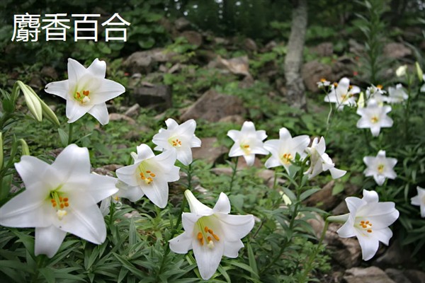 百合花不能放卧室的原因,其花香味浓郁会影响睡眠