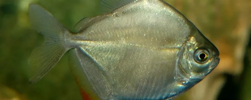 银板鱼有什么品种，常见鹰嘴银板、花豹银板等品种