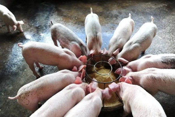 猪换料应激的症状，容易出现腹泻
