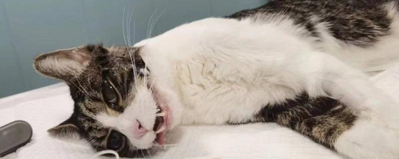 猫咪为什么会猝死，一般是创伤、中毒、心脏病等因素所致