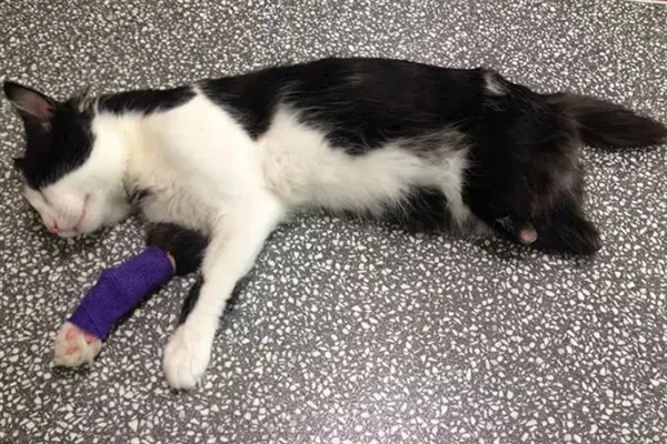 猫咪为什么会猝死，一般是创伤、中毒、心脏病等因素所致