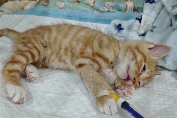 猫咪为什么会猝死，一般是创伤、中毒、心脏病等因素所致