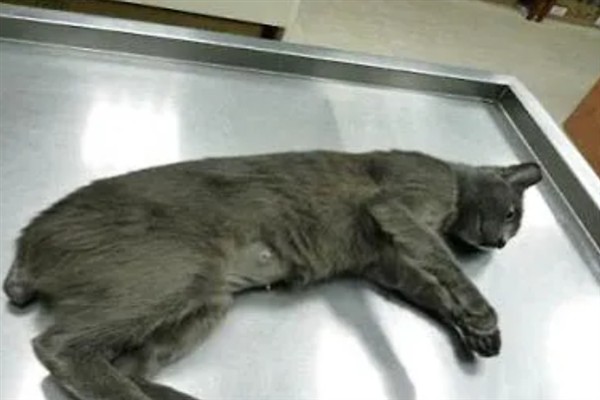猫咪为什么会猝死，一般是创伤、中毒、心脏病等因素所致