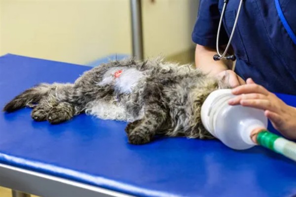 猫咪为什么会猝死，一般是创伤、中毒、心脏病等因素所致
