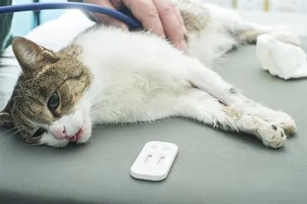 猫咪为什么会猝死，一般是创伤、中毒、心脏病等因素所致