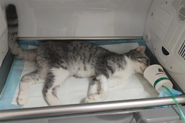 猫咪为什么会猝死，一般是创伤、中毒、心脏病等因素所致