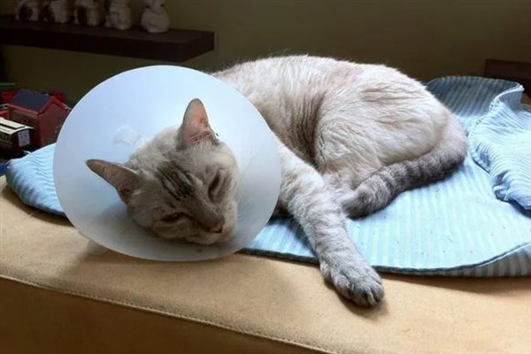 猫咪为什么会猝死，一般是创伤、中毒、心脏病等因素所致