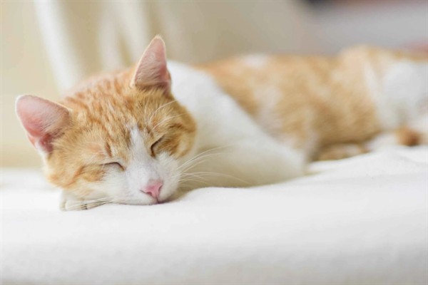 猫咪为什么会猝死，一般是创伤、中毒、心脏病等因素所致