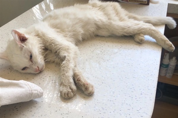 猫咪为什么会猝死，一般是创伤、中毒、心脏病等因素所致