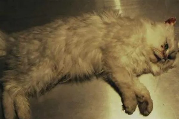 猫咪为什么会猝死，一般是创伤、中毒、心脏病等因素所致