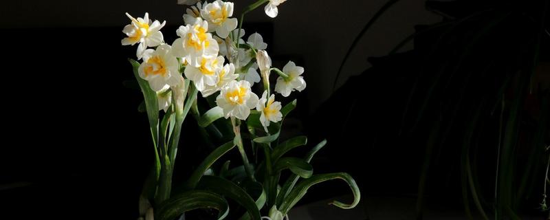 水仙花的颜色类型，常见白黄色、白红色、纯白色等6个种类