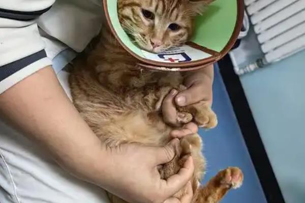 猫咪绝育后伤口发炎如何解决，让它戴上项圈并每天做消毒处理
