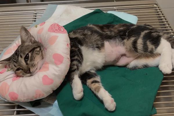 猫咪绝育后伤口发炎如何解决，让它戴上项圈并每天做消毒处理