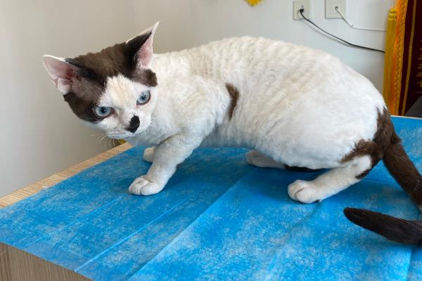 猫咪绝育后伤口发炎如何解决，让它戴上项圈并每天做消毒处理