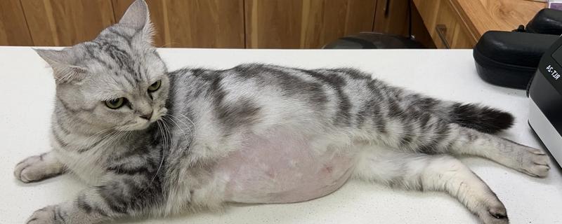 猫咪绝育后伤口发炎如何解决，让它戴上项圈并每天做消毒处理