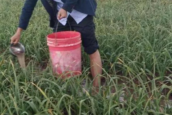 蒜苔如何种植，先选择丰产性好的优良品质