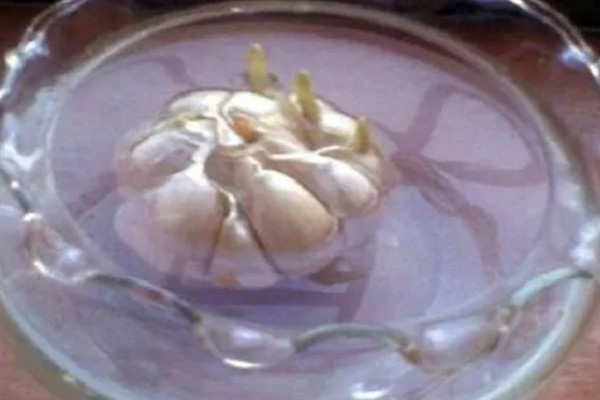 蒜苔如何种植，先选择丰产性好的优良品质