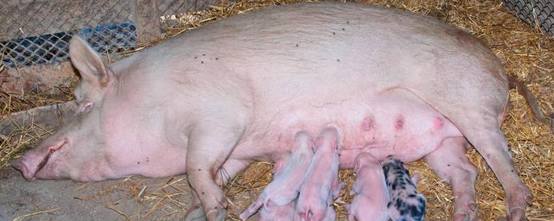 母猪产仔前的征兆，分娩前3天能够分泌乳汁