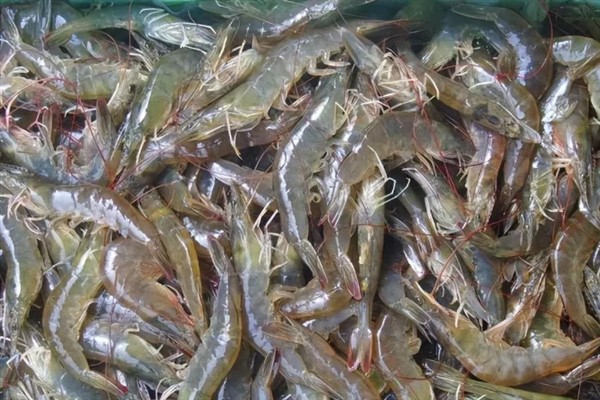 一斤虾大概有多少只，大概是10-20只
