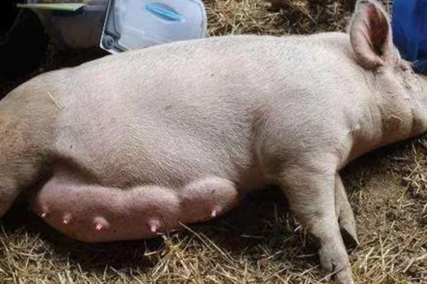 母猪产仔前的征兆，分娩前3天能够分泌乳汁