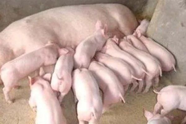 母猪产仔前的征兆，分娩前3天能够分泌乳汁