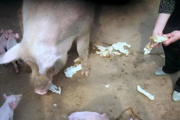 母猪产仔前的征兆，分娩前3天能够分泌乳汁