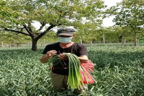 蒜苔如何种植，先选择丰产性好的优良品质
