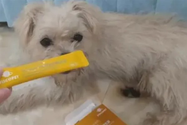 为什么狗狗突然干呕，可能是物理刺激或咽炎所致