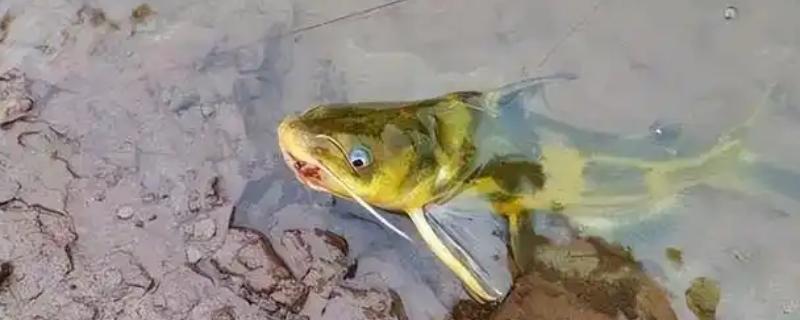 黄骨鱼是黄颡鱼吗，两者是同一种鱼