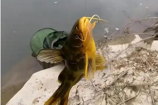 黄骨鱼是黄颡鱼吗，两者是同一种鱼