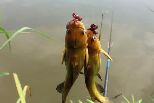 黄骨鱼是黄颡鱼吗，两者是同一种鱼