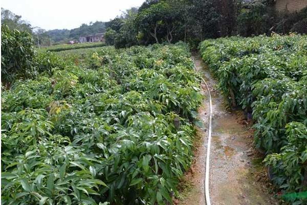 什么气候适合荔枝生长，通常为高温高湿