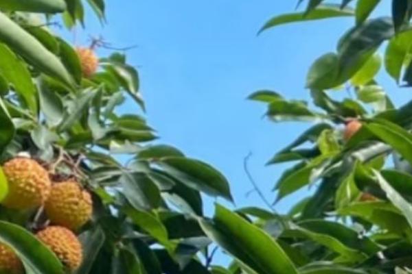 什么气候适合荔枝生长，通常为高温高湿