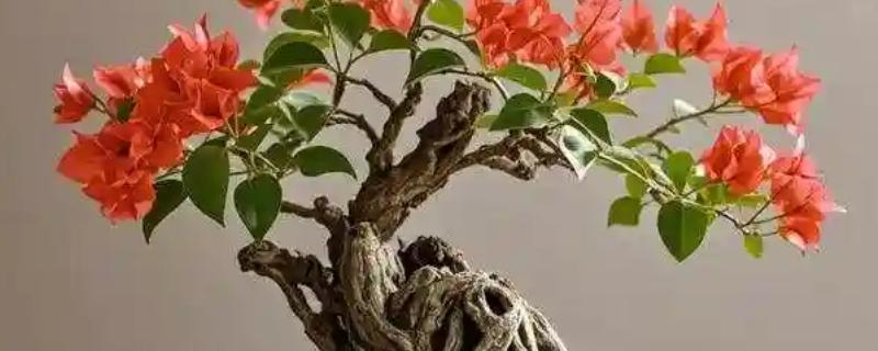 三角梅老桩不发芽如何解决，缺少养分需每隔半个月追肥一次