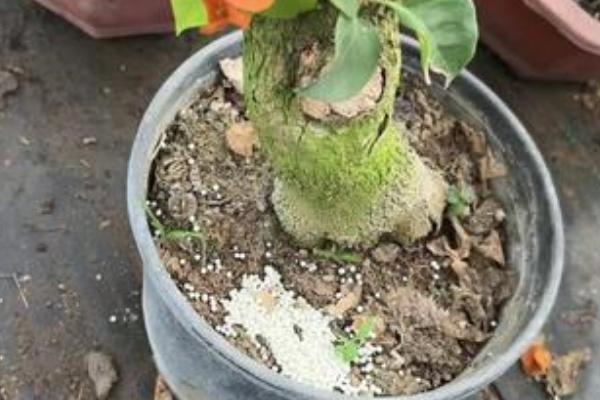 三角梅老桩不发芽如何解决，缺少养分需每隔半个月追肥一次
