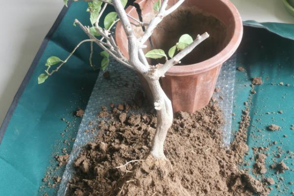 三角梅老桩不发芽如何解决，缺少养分需每隔半个月追肥一次