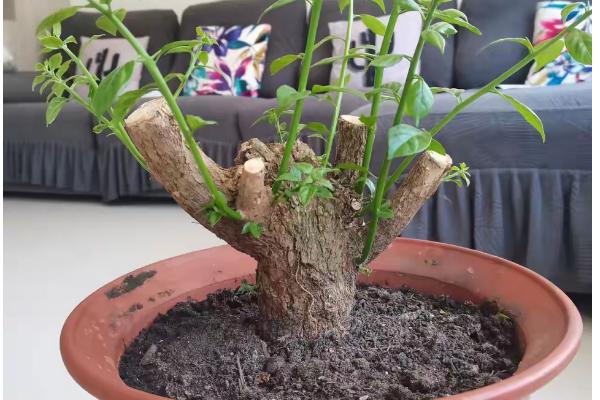 三角梅老桩不发芽如何解决，缺少养分需每隔半个月追肥一次
