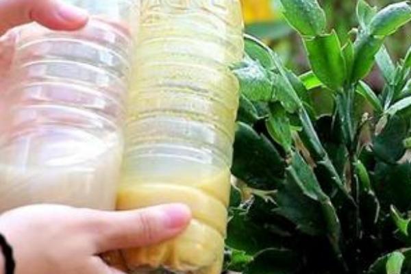 美叶光萼荷如何施肥，不同季节的施肥方法不同
