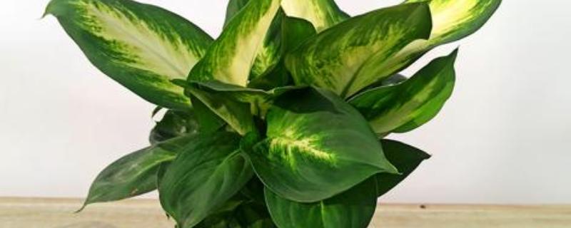 哪些室内植物可以水培，常见富贵竹、万年青等品种