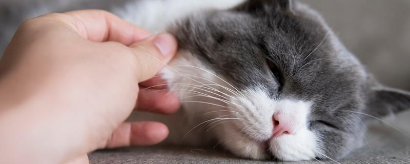 猫淋雨感冒了如何处理，需为它保暖并补充营养
