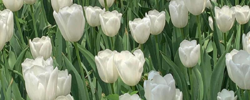 有哪些白色的花，有栀子花、茉莉花、水仙花等