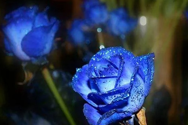 蓝色妖姬的花语，代表真爱至上、清纯的爱等含义