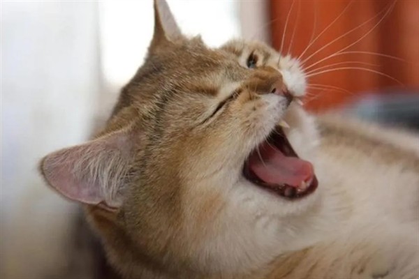 猫淋雨感冒了如何处理，需为它保暖并补充营养