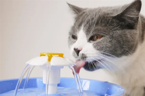 猫淋雨感冒了如何处理，需为它保暖并补充营养