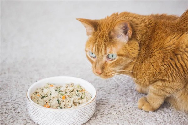 猫淋雨感冒了如何处理，需为它保暖并补充营养