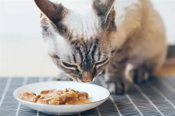 猫淋雨感冒了如何处理，需为它保暖并补充营养