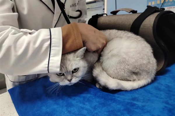 猫淋雨感冒了如何处理，需为它保暖并补充营养