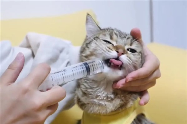 猫淋雨感冒了如何处理，需为它保暖并补充营养