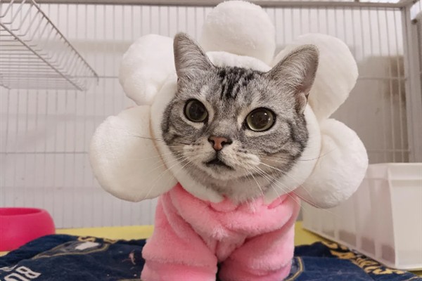 猫淋雨感冒了如何处理，需为它保暖并补充营养